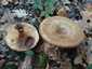 Begöngyöltszélű cölöpgomba (Paxillus involutus), Őrség